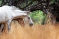 Closeup Two Beautiful Wild Horses Grazing Royalty Free Stock Photo