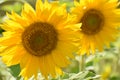 Closeup of two beautiful yellow sunflowers on a sunny summer day Royalty Free Stock Photo