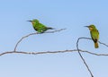 Closeup of two Bee Eaters resting on a leafless tree branch Royalty Free Stock Photo