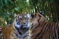 Closeup of two Bengal tigers against the blurry background. Royalty Free Stock Photo