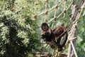 Closeup of two black capuchins crawling on the ropes Royalty Free Stock Photo