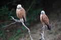 Closeup of two Black-collared Hawks Busarellus nigricollis sitting on dead branch in Bolivia