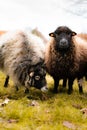 Closeup of two black-headed sheep grazing on a pasture Royalty Free Stock Photo