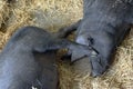 Closeup of two black pig sleeping on straw Royalty Free Stock Photo