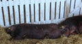 Closeup of two black pig sleeping on straw Royalty Free Stock Photo