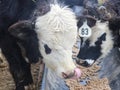 Closeup of two black and white cows eating and one picking its nose