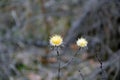 Closeup of two blooms of carline thistle (Carlina vulgaris) in early spring Royalty Free Stock Photo