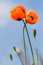 Closeup two blossoming red poppies on sky background. love concept Royalty Free Stock Photo