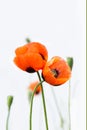 Closeup two blossoming red poppies on white background. love concept.