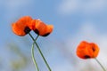 Closeup two blossoming red poppies on white background.