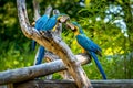 Closeup of a two blue and yellow Macaw parrots fighting with their beaks while perched on a wood Royalty Free Stock Photo