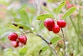 Closeup of two branches of lingon berriy