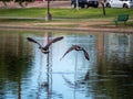 Closeup of two brent geese flying over the reflective lake in a park