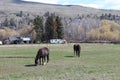 Closeup of two brown horses in field