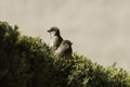 Closeup of two brown sparrows perched on a top of a spruce tree