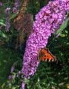 Closeup of two butterflies on flower. Monarch  butterfly on pink flowers. Vertical frame Royalty Free Stock Photo