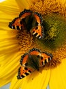 Closeup of two butterflies with outstretched wings on a sunflower in bright sunlight