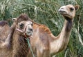 Closeup of Two Camels Head and Shoulders Royalty Free Stock Photo