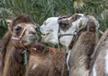 Closeup of Two Camels Head and Shoulders Royalty Free Stock Photo