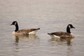 Closeup of two Canada geese swimming on a lake Royalty Free Stock Photo