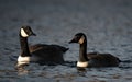 Closeup of two Canada geese swimming in a pond, Royalty Free Stock Photo