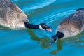 Closeup of two Canadian Geese and their mating ritual