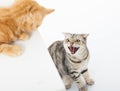 Closeup of two cats in a conflict over white background Royalty Free Stock Photo