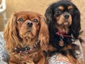 Closeup of two Cavalier King Charles Spaniels sitting on a blanket Royalty Free Stock Photo