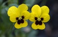 Closeup of Two Cheerful Yellow Pansies Blooming