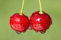 Closeup of two cherries with drops on cherry-tree Royalty Free Stock Photo