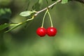 Closeup of two cherries with drops on cherry-tree Royalty Free Stock Photo