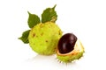 Closeup two chestnuts with leaf isolated on a white