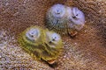 Closeup of two Christmas Tree Worms on a coral Royalty Free Stock Photo