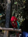 Closeup of two colorful ara parrots perched on a tree branch Royalty Free Stock Photo