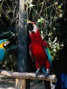Closeup of two colorful ara parrots perched on a tree branch, a vertical shot Royalty Free Stock Photo