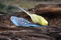 Closeup of two colorful budgies sitting on a tree branch in a park in Kassel, Germany Royalty Free Stock Photo