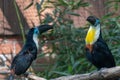 Closeup of two colorful toucans in a zoo during daylight