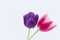 Closeup of two colorful tulip flowers isolated on white background with space for your text Royalty Free Stock Photo