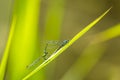 Closeup of two common bluetail Ischnura elegans damselflies mating wheel or heart