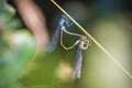 Closeup of two common bluetail Ischnura elegans damselflies mating wheel or heart