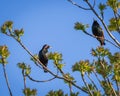 Two common starlings perched on the blooming green tree