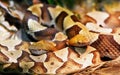 A closeup of two copperhead snakes.