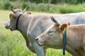 Closeup of two cows grazing in a green field Royalty Free Stock Photo