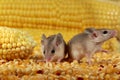 Closeup two curious young gray mouse lurk near the corn in the warehouse.