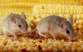 Closeup two curious young gray mouse sneak in the corn barn.