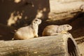 Closeup of two cute black-tailed prairie dogs on a piece of wood. Cynomys ludovicianus Royalty Free Stock Photo