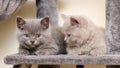 Closeup of two cute British Shorthair kittens on gray cat tree Royalty Free Stock Photo