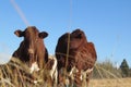 Closeup of two cute brown cows without horns standing next to each other Royalty Free Stock Photo