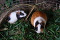 Closeup of two cute Guinea pigs in a small cage full of green leaves Royalty Free Stock Photo