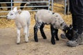 Closeup of two cute lambs on the farm. Snettisham, England. Royalty Free Stock Photo